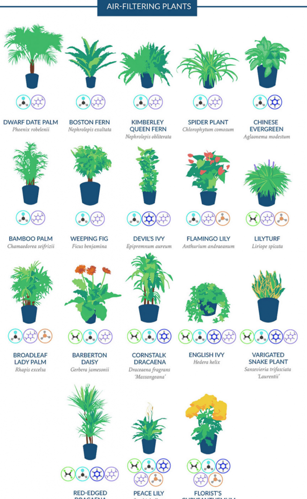 best-air-filtering-plants-to-have-at-home-for-better-air-quality