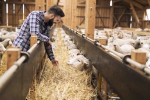 Insect Protein as Animal Feed