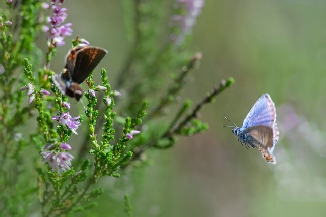 plant-native-species-are-environmental-maintenance-techniques