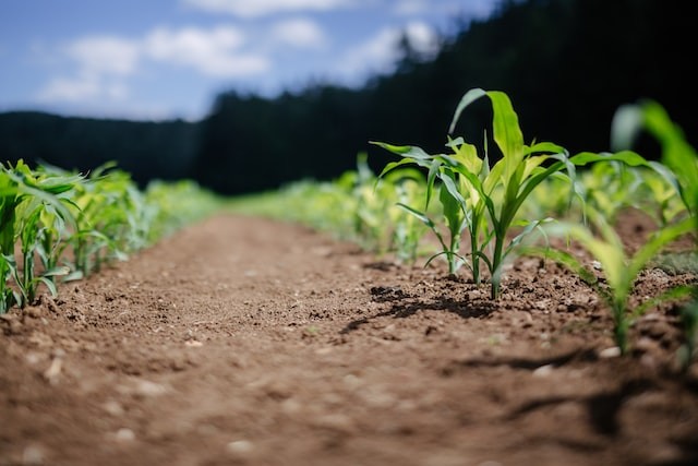 transform-land-use-and-biomass-for-restoring-ecosystem