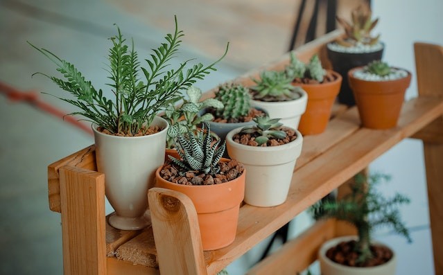 house-plants-to-cope-with-hot-weather