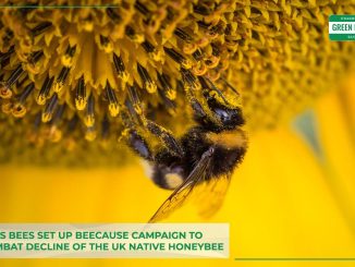 buckleys-bees-set-up-beecause-campaign-to-help-combat-decline-of-the-uk-native-honeybee