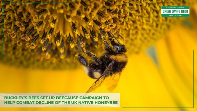 buckleys-bees-set-up-beecause-campaign-to-help-combat-decline-of-the-uk-native-honeybee