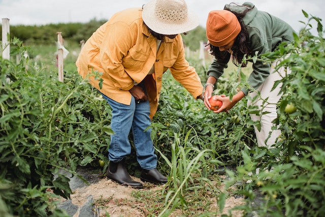 carbon-credits-to-contribute-more-to-farmers-produce