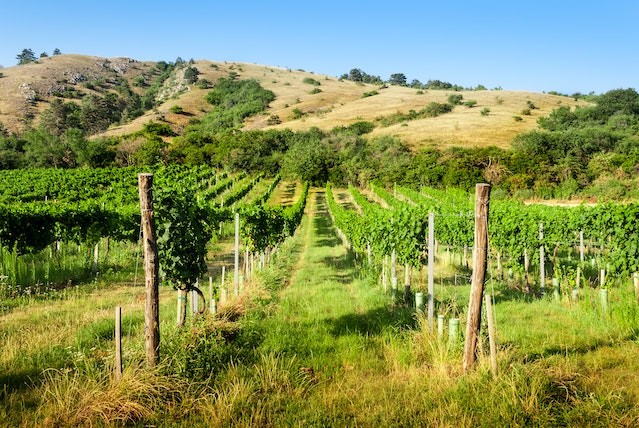 biological-corridors-help-with-eco-friendly-wine-making-practices