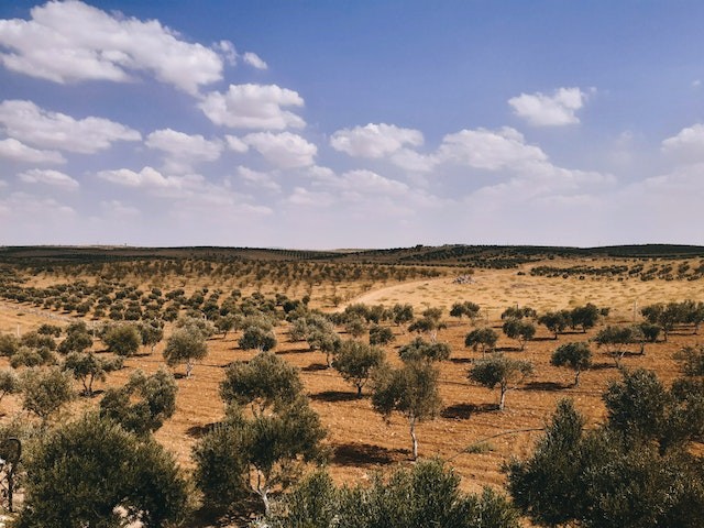 dry-farming-helps-eco-friendly-wine-making