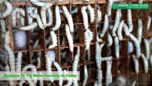 worm-farming