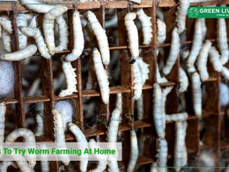 worm-farming