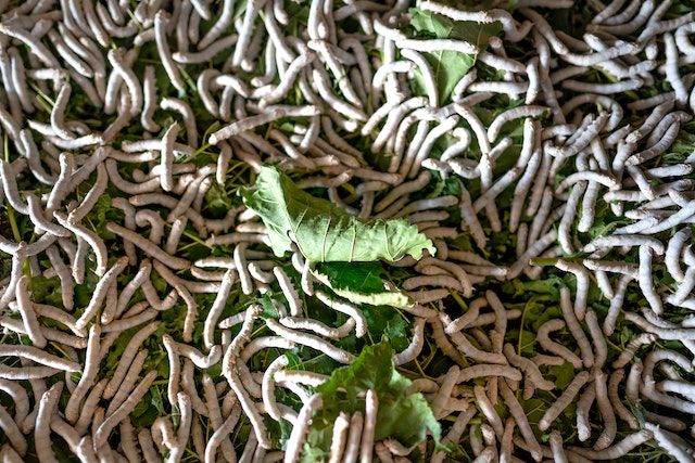 try-worm-farming-at-home-due-to-low-maintenance