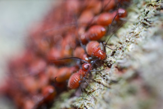 worm-farming-at-home-to-regulate-pests