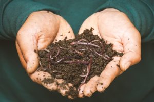 worm-farming-at-home