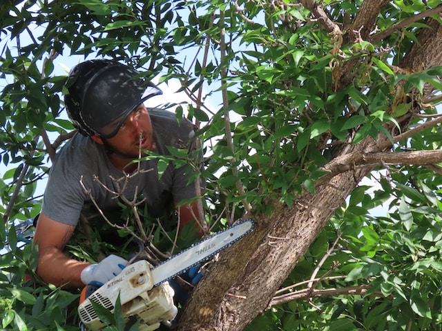 do-you-need-any-qualifications-to-become-a-tree-surgeon