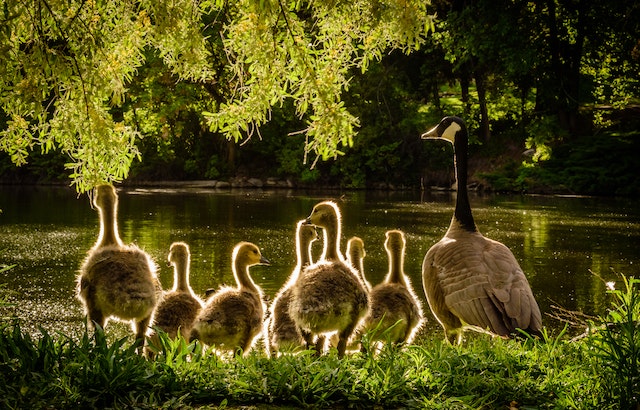 pond-to-attract-wildlife-to-garden’s-aquatic-habitats