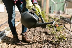 planting-and-watering