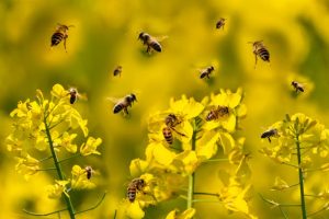 Plant-Bee-Friendly-Flowers