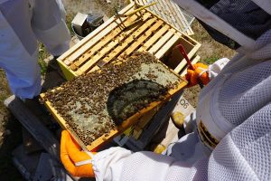 Supporting-Bees-Beyond-Your-Backyard