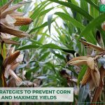 effective-strategies-to-prevent-corn-field-losses