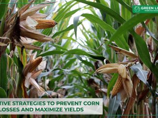 effective-strategies-to-prevent-corn-field-losses