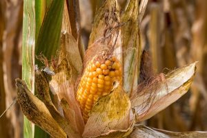 pests-to-prevent-corn-field-losses