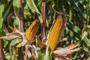 phantom-loss-to-prevent-corn-field-losses