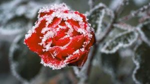 Sustainable-Expert-Winter-Garden-Tips