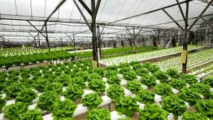 What-Are-Hydroponic-Systems